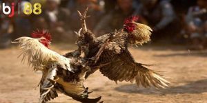 Song thủ khung 3 ngày 247