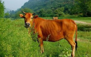 Nằm mơ thấy con bò đánh số gì