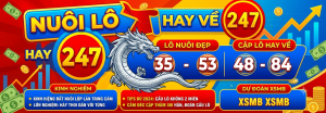 Nuôi lô 247 hay về