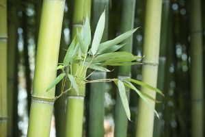 Mộng thấy cây tre đánh số gì