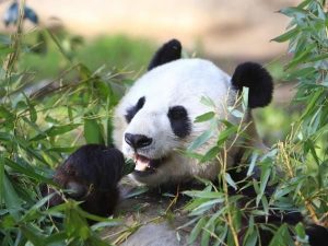 Mộng thấy con gấu trúc đánh số gì