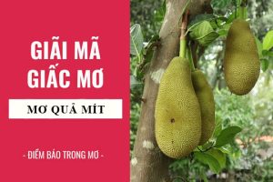 Chiêm bao thấy quả mít chốt số nào