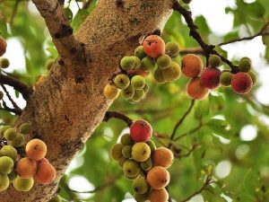 Nằm mơ thấy quả sung đánh con gì